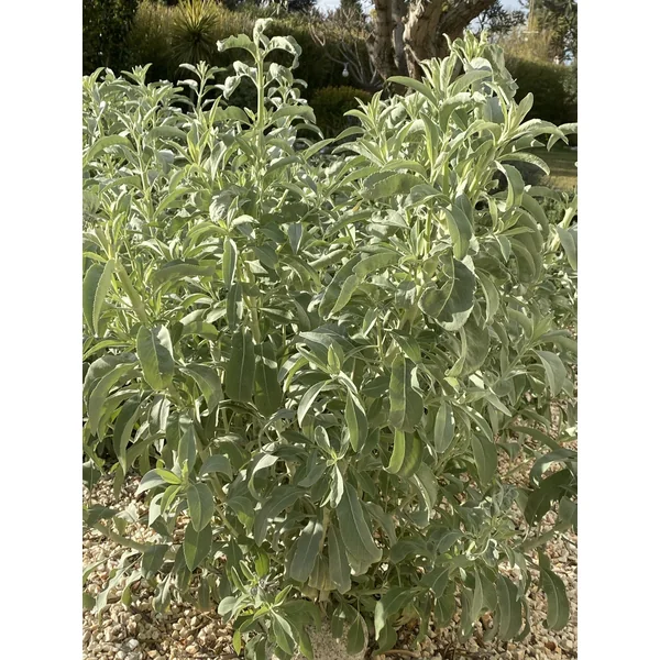 Encens de Sauge Blanche (Salvia apiana, dite de Californie) - 100% naturel - Cultivée en France